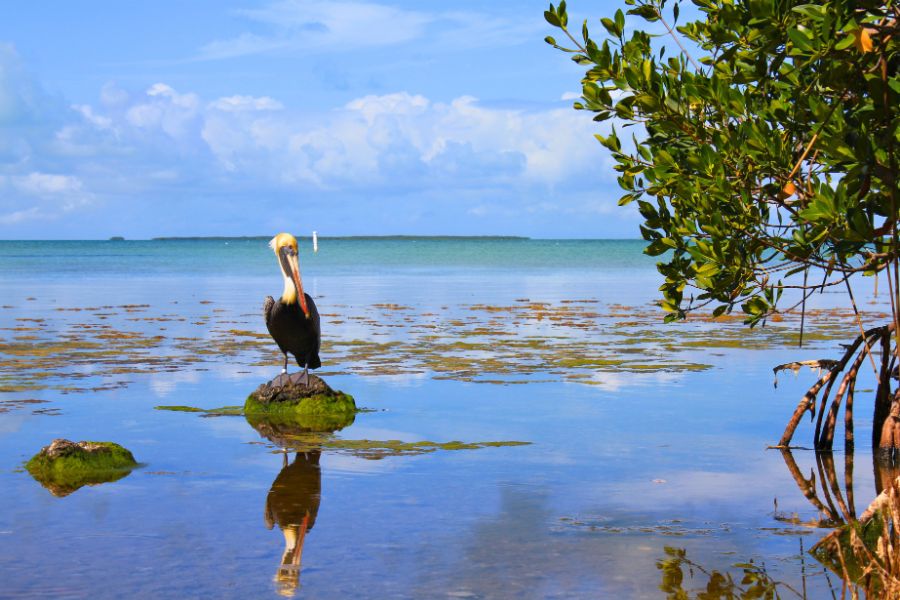 A Dream Travel Guide to Exploring Florida’s National Parks for Italians